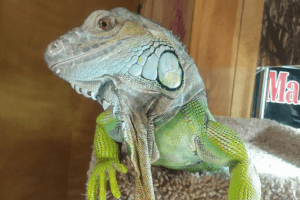 how long do lizards live