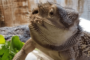 how to attract lizards to your yard