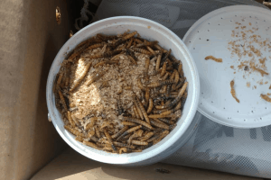 how to raise mealworms for lizards