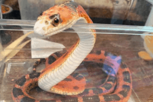 best corn snake names