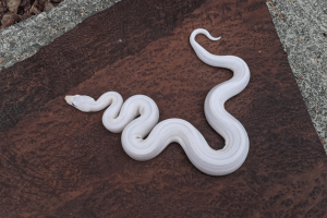 what eats snakes