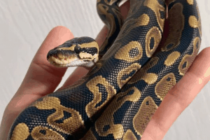 why are snakes cold blooded