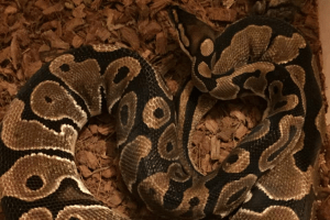 how intelligent are snakes
