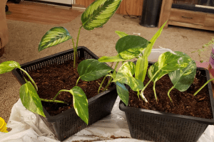 best plants for snake cage