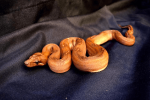 best boa constrictor names