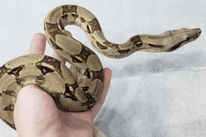 how do snakes show affection