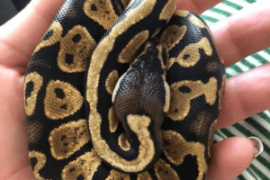 best ball python names