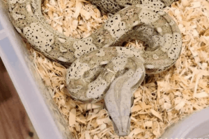 how long after boa constrictor sheds can you handle it