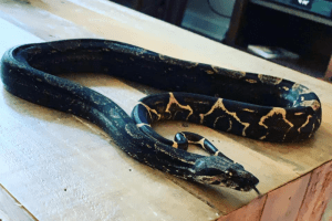 How To Keep My Boa Constrictor Humid