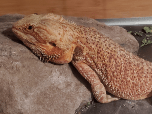 why do lizards do push ups