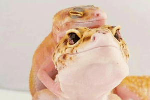 best leopard gecko names