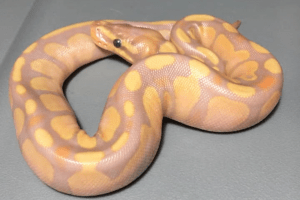 how snakes digest