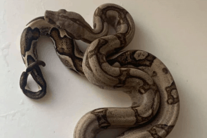 what temperature will kill a boa constrictor