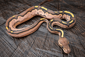 where do snakes go at night
