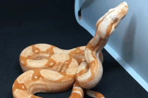 how do snakes keep their eyes moist