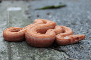 what snake eats other snakes