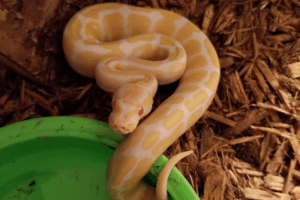 how do snakes swim