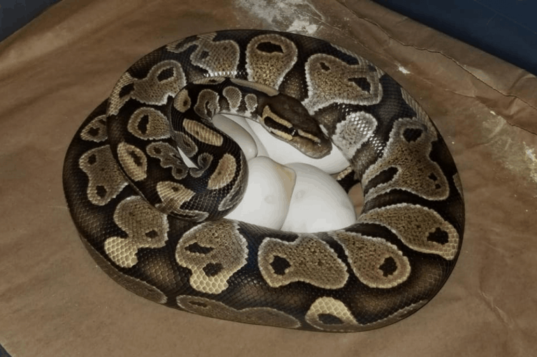 Quels serpents pondent des œufs et comment?