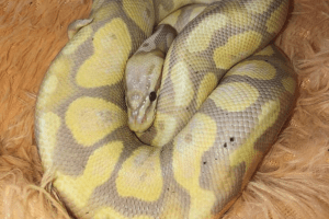when do snakes go into hibernation