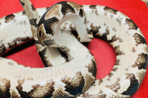 do snakes roll over when they die