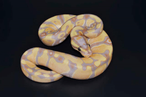 what temperature is too cold for snakes