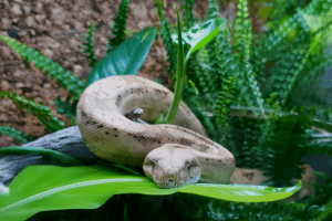 how to breed mice for snakes