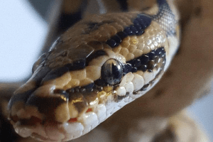 how do snakes fight