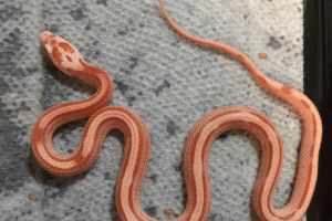 how often do snakes eat and drink