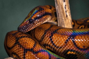 what types of snakes live in the desert