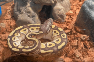how do snakes pee