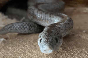 how often do snakes poop