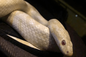 how do snakes catch their prey