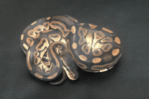 how long can snakes hold sperm