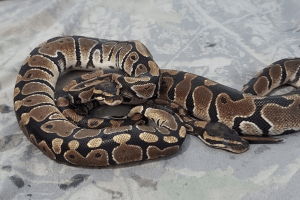 how long can snakes hold their breath