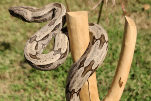 how do snakes drink water