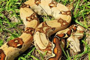 where do snakes go when it rains