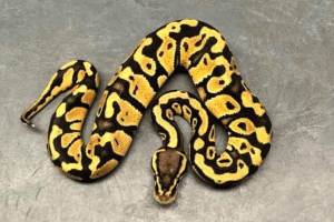 how old can snakes get