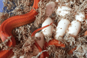how do snakes eat eggs