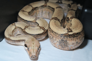 how fast can boa constrictors move