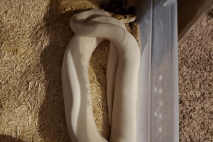 how do snakes dig holes in the ground
