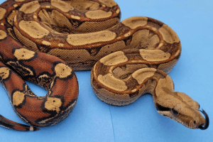 beginner boa constrictor owners and what to expect