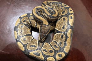 at what temperature do snakes become inactive