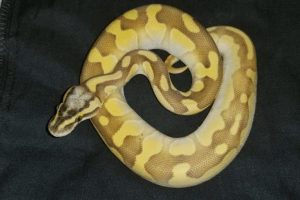 how often do snakes shed
