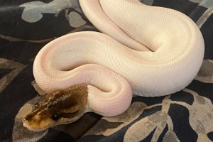 how do you thaw frozen mice for snakes
