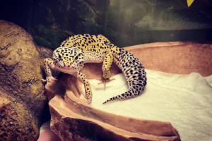 why do lizards have long tails