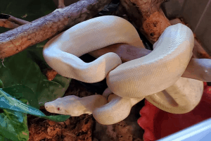 why do snakes regurgitate
