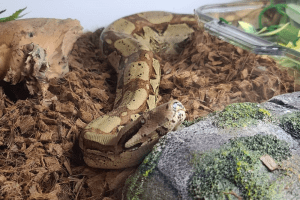 why do snakes sit with their mouth open