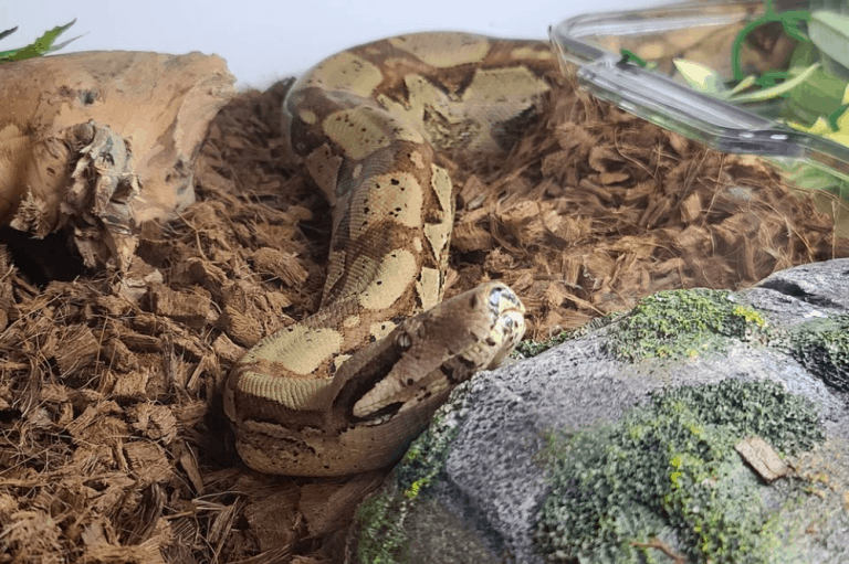 10 Reasons Why Snakes Sit With Their Mouth Open Repti vrogue.co