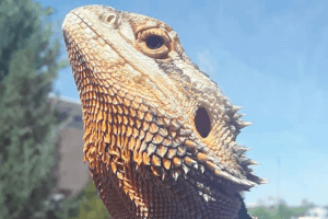 why do lizards have scales