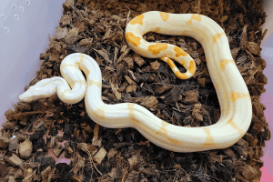 how to sex a baby boa constrictor